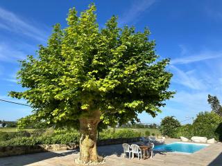 Ancien Château viticole - Bourg-sur-Gironde - 7