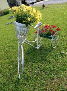 Yellow Rose - Rakovica - 2