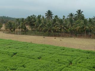 Krishnagudi Temple Stay - 4