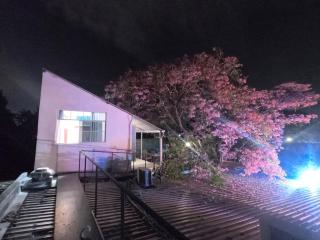 Treehouse Magical In the heart of City - San Salvador - 5