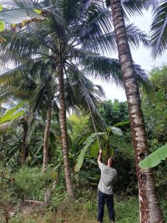 Cauke Homestay - - 8