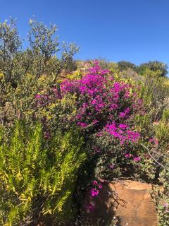 Bokmakierie Cabin, Tankwa Karoo - Breede River DC - 3