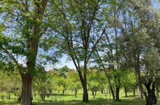 Quinta da Mata de Baixo - Dornes - 8