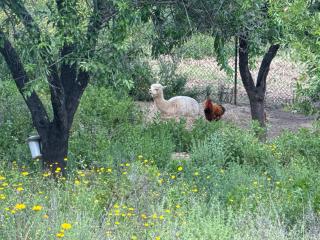 gite au paradis, parc animalier - Olmeta-di-Tuda - 2