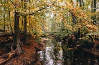 Lovely bungalow lots of privacy - 2