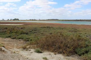 Olive's nest - Velddrif - 0