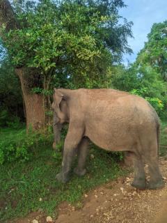 Bangalows in yala national park - Katagamuwa - 5