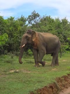Bangalows in yala national park - Katagamuwa - 3