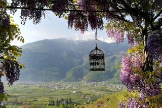 Casa il Glicine Valtellina - Tresivio - 0