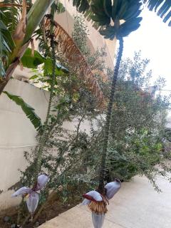 Rez de chaussée à l'Aouina - El Aouina - 0