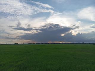 Rice Fields villa East Arugambay - Arugam Bay - 6