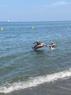 Salinas del Mar, Pozos colorados, Santa Marta T2 APTO 504 - 4