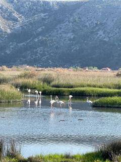 View of flamingos - Shëngjin - 1