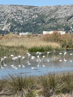 View of flamingos - Shëngjin - 2