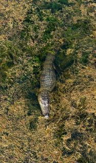 New Cormorant Lake Resort & Yala Safari Place - Tissamaharama - 8