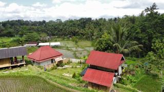 kunang kunang - Tetebatu - 8
