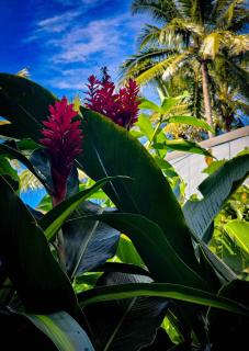 Seaview Studio - Newell Beach - 6