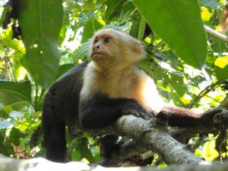 Inn On The Park - Manuel Antonio - 6