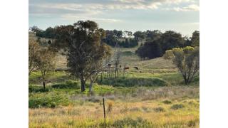 Little Argyle Tiny House by Tiny Away - Coonabarabran - 8