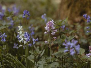 Moat Island Glamping - 5