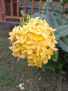 Exotic house - 9