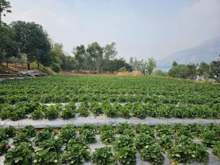 Kabir Farms - Panchgani - 1