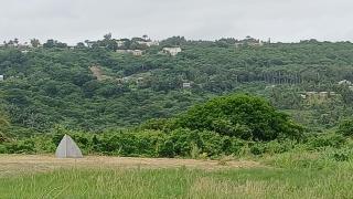 Muscot - Saint Philip - 2