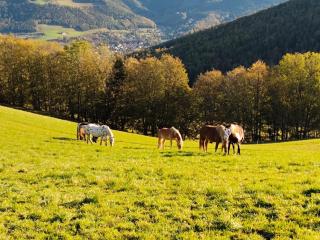 Miniferienwohnung für unkompliziertes Naturliebhaberpärchen - Payerbach - 7