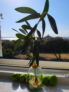 Green Olive - Mandre - 6