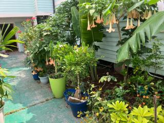 Green garden view - 5