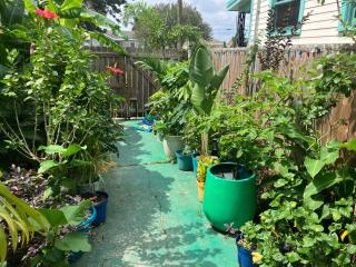 Green garden view - 6