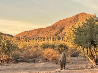 SaguaroGlamp - Marana - 6