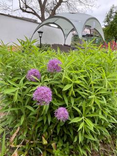 Ferienwohnung in Koblenz, nahe Uni und BWZK mit Garten - Koblenz - 7