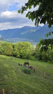 Ciapin House - Buglio in Monte - 6
