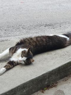 ALPINE VILLAGE APARTMENT with a private terrace, garden, and parking - at a walking distance from LAKE BLED - 4