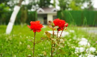 River Garden Gabala -Rooms , Villas - Gabala - 8