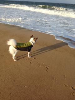 Pet Friendly Cottage walk to beach! - 4