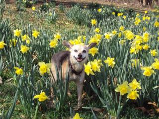 Pet Friendly Cottage walk to beach! - Rehoboth Beach - 4