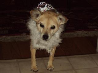 Pet Friendly Cottage walk to beach! - 5