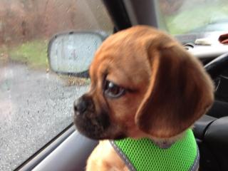 Pet Friendly Cottage walk to beach! - 3