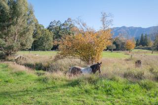 House Horse & Hound on Argelins - Hanmer Springs - 0