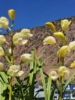 Orchid Valley Homestay - 6
