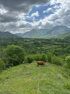 VILA DISHA - Tirana - 9