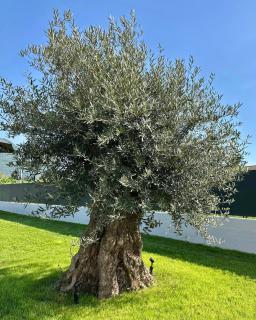 Vinea Rural Resort - Adults only - Arco - 3