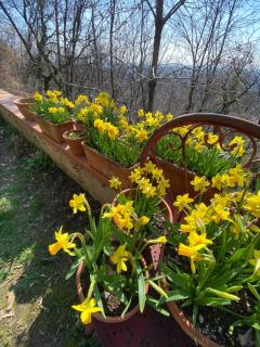 La quercia e lo scoiattolo - Sotto il Monte - 2