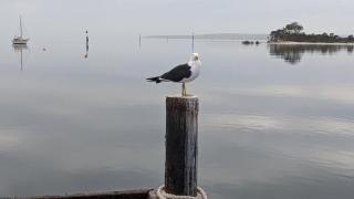 Schoolhouse Cottage - American River - 8