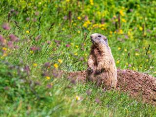 Penthouse Wöster - 8