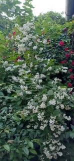 Guest house on Marjanishvili - 6