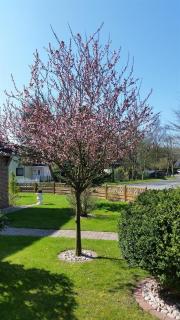 Ferienhaus Wiedingharde I - Tating - 4