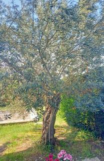 Villa Antonina - Crecchio - 6